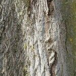 Acer cappadocicum বাকল