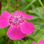 Dianthus alpinus 花