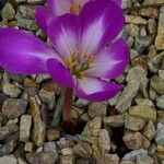 Colchicum speciosum 花