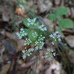 Pimpinella saxifraga Blomst