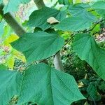 Alangium platanifolium Hoja