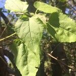 Croton megalobotrys Leaf