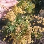 Acacia mearnsii Kvet