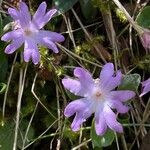 Primula integrifoliaFlower