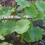 Nelumbo nucifera 葉