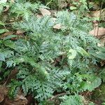 Selaginella versicolor