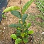 Flemingia strobilifera Habit