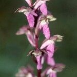 Orchis spitzelii Квітка