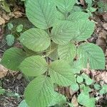 Rubus nigricans Blatt