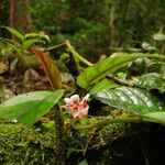 Begonia longipetiolata Flower