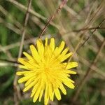 Hypochaeris radicata Fleur