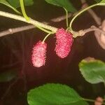 Morus rubra Fruit