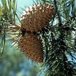 Pinus pungens Fruchs