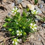 Sagina saginoides Blomma