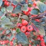 Cotoneaster franchetii Plod