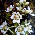 Anticlea elegans Flower