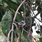 Syncarpia glomulifera Fruit