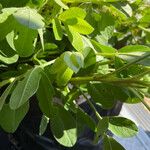 Arachis hypogaea Leaf