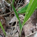 Brachypodium sylvaticum Bark