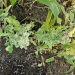 Chenopodium quinoa Habit