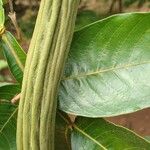 Inga edulis Fruit