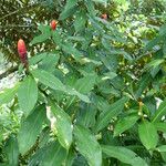 Costus spiralis Blatt