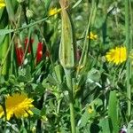 Tragopogon dubius Flor