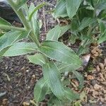 Helichrysum foetidum Hoja