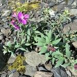 Epilobium latifolium Квітка