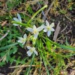 Ornithogalum umbellatumЦветок