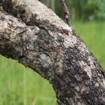 Flacourtia indica Rinde