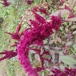 Amaranthus hypochondriacus Floare