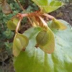 Begonia fischeri Плод