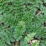 Erodium acaule Hoja
