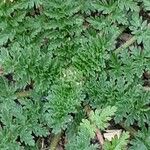 Erodium acaule Leaf