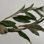 Elaeagnus commutata Φύλλο