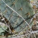 Opuntia engelmannii Leaf