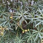 Euphorbia regis-jubae Vili