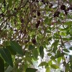 Corymbia ficifolia Blad