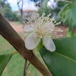 Eugenia involucrataFlower