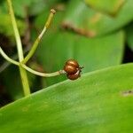 Clintonia borealis Fruit