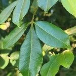 Zanthoxylum asiaticum पत्ता