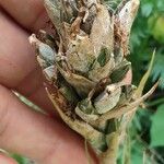 Tillandsia juncea 果實