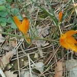 Crocus flavusFlor