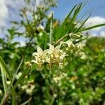 Gomphocarpus fruticosus Flower