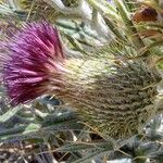 Cirsium echinatum 花