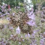 Salvia leucophylla Blüte