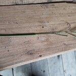 Digitaria velutina Alkat (teljes növény)