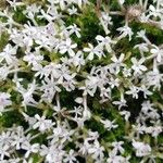 Asperula hirta Flor