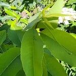 Prunus virginiana Leaf